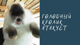 Орущий кролик отжигает! Прикол ?