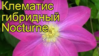 Клематис гибридный Ноктюрн. Краткий обзор, описание характеристик clematis Nocturne
