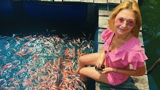 Шри-Ланка 2019. Речное сафари по реке Маду Ганга. Madu River Boat Safari