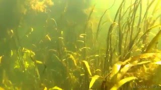Подводная рыбалка, река Нежеголь, город Шебекино #1