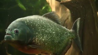 ПИРАНЬИ В АКВАРИУМЕ | Piranhas in the aquarium