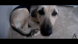 Sokak Köpekleri İle Bir Gün Geçirmek