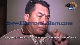 ТАИЛАНД Ловля медведки и приготовление традиционных тайских блюд