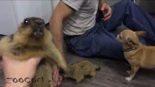 Атака сурков на Рыбалтовских! Много про сурков.