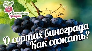 Виноград в Сибири: о сортах винограда и как его сажать? Урожайные грядки