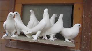 Бойные Голуби в Германии . Вся Коллекция / Pigeons collection in Germany (Владимир Журавлёв,Фререн)