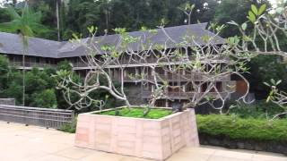 Малайзия, Лангкави. Бассейн в отеле The Datai Langkawi. Видео Павла Аксенова