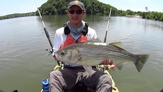 Striped Bass and a Lost Anchor