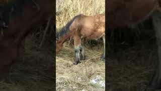 лошади и коровы