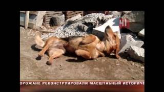 Такса кормит поросят