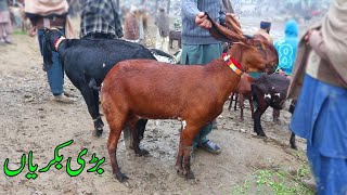 Giant Goat - Heavy Sahiwal Goats For Sale In Sahiwal Bakra Mandi New Video 1/29/2020