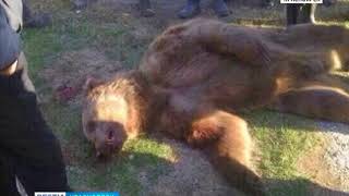 В Мотыгинском районе медведь убил человека