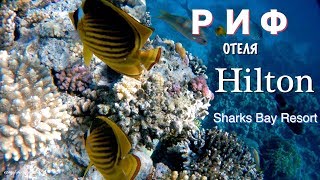 Подводный Мир, Коралловый Риф отеля Hilton Sharks Bay Resort. Египет, Шарм - Ель - Шейх.