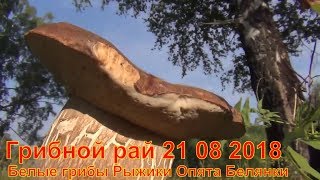 Грибной рай 21 08 2018 Сбор грибов Белые грибы Рыжики Опята Белянки Лисички Тихая охота Лес Сибирь