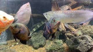 オオトカゲの眠る 水景から… 大型魚の暮らす風景を観察する