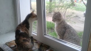 Кошка злится на кота - прикольное видео ;)