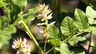 Солодка голая (Лакрица) ★ Glycyrrhiza glabra ★ Корень солодки НСП - лекарственные растения