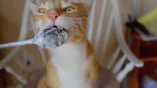 City the Kitty and his tasty yogurt treat