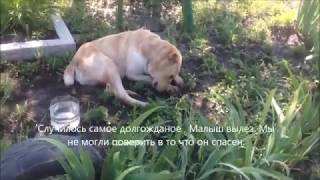 Спасение азиата из могилы на кладбище