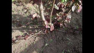 Размножение фундука отводками (шаг 1)