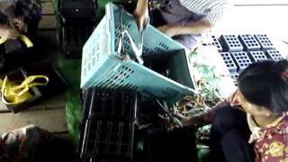 Soft Shell Crab farming (100Hectares )  AMK  Co., in Yangon , Myanmar.