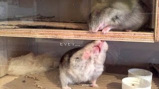 ハムスター　ハムムとココちゃんより…　 Hamster
