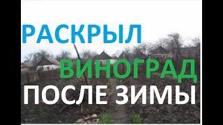 Как перезимовал виноград. Видео из домашнего архива
