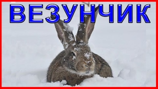 ☝▶Охота на зайца зимой. Тропление зайца по следам 2016-2017 Зимняя охота на зайца ИЖ-12 Hare hunting