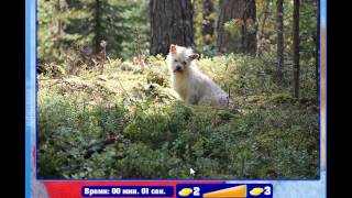 Найди кота 31, 32, 33, 34, 35, 36, 37, 38, 39, 40 уровень Одноклассники