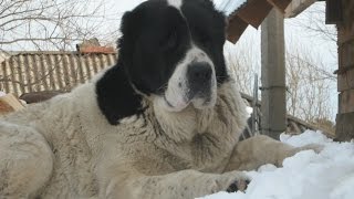 Не дразните собак.../Do not tease dogs...