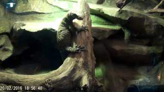 Зоопарк ekzo Zoo ekzo