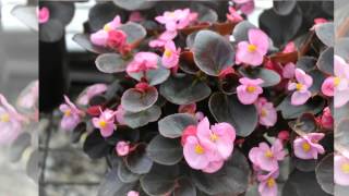 Бегония вечноцветущая (Begonia semperflorens)