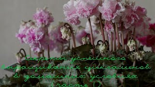 Цикламен уход (Cyclamen) Cекреты успешного выращивания цикламенов в домашних условиях.