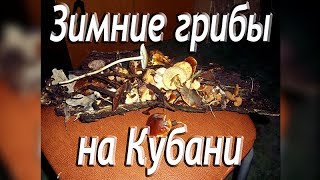 Что можно найти собирая дрова зимой? Зимние грибы на Кубани.
