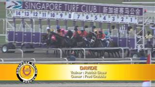 2013 Champion Polytrack Horse (Davide)
