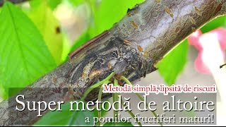 Super metodă de altoire a pomilor fructiferi maturi