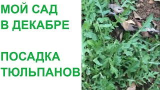 МОЙ САД В ДЕКАБРЕ / ПОСАДКА ТЮЛЬПАНОВ В ЯЩИК