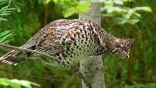 Охота на рябчика с пневматикой