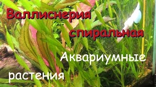 Валлиснерия спиральная(Vallisneria spiralis)