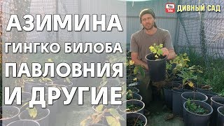 Купить саженцы Азимины, Гинкго Билоба, Павловнии и другие.