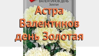 Астра обыкновенный Золотая (zolotaya) ? астра Золотая обзор: как сажать семена астры Золотая
