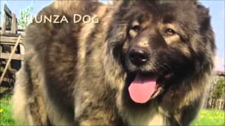 Hunza People Origin - With Albanian Roots, Illyrians / Ancient Macedonians (PART 2 of 2)
