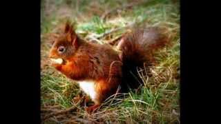 Khanty Song "Ļaņki" ("Squirrel")