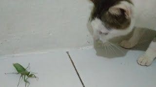 WHO IS THE WINNER ? CAT VS PRAYING MANTIS. #Shorts