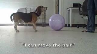 Introductory Training Treibball Sport to Dogs