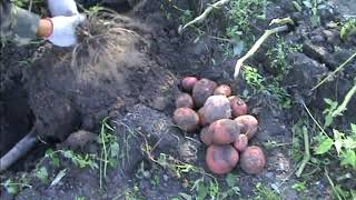 Алладин - оздоровленный сорт картофеля... БОМБА!