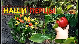 ВОО ПЕРЦЫ какие у нас выросли