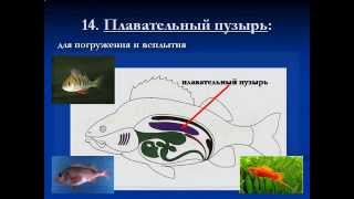 Надкласс Рыбы