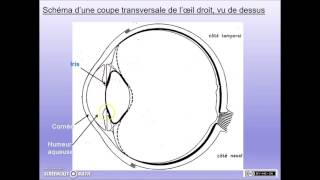 SVT - 1ères L ES S - Structure de l'oeil