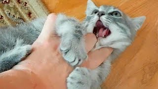 Спасенный котенок меня исцарапал